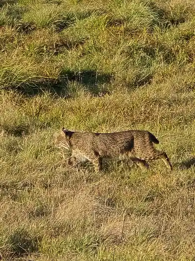 Meet Tilly the Bobcat