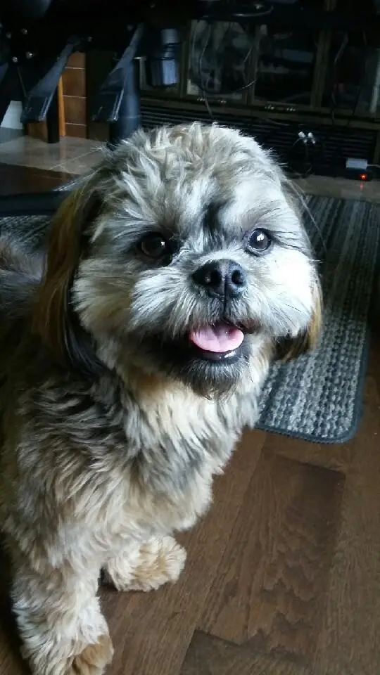 A small, shaggy-haired dog with a happy, slightly goofy expression sits on a wooden floor, looking directly at the camera…