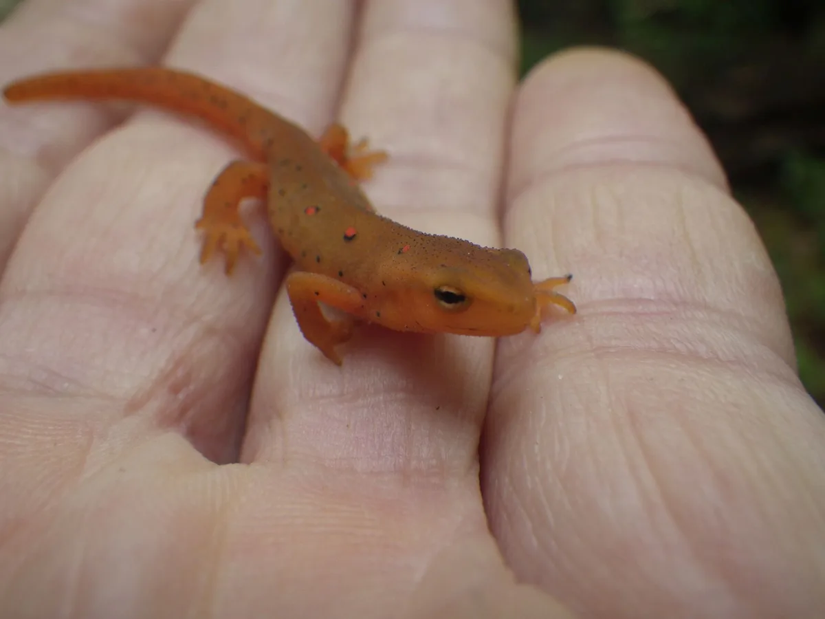 A small, bright orange salamander with black and red spots rests on an open human palm. The salamander's body is slender…