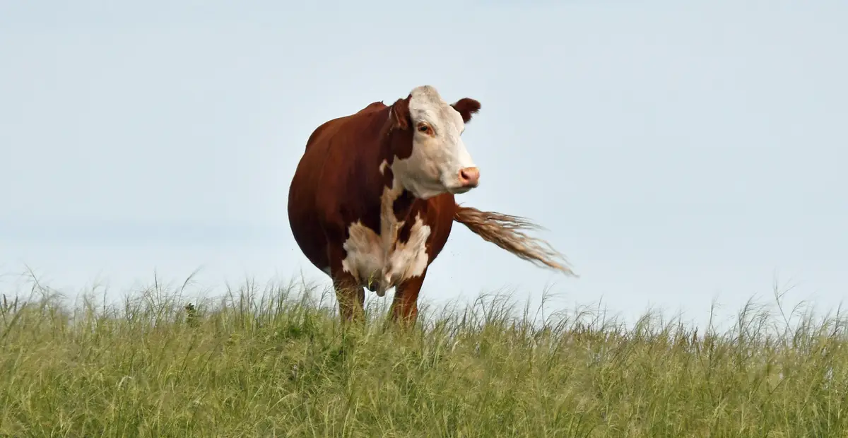 A brown and white cow is captured mid-stride running across a field of tall green grass under a pale blue sky, its tail…