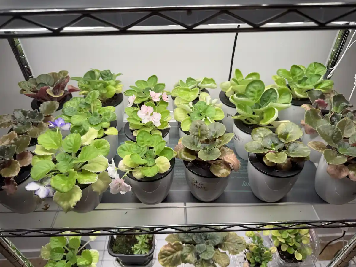 A row of potted African violet plants with varied leaf colors and some blooming pink and purple flowers sit on a metal shelf…