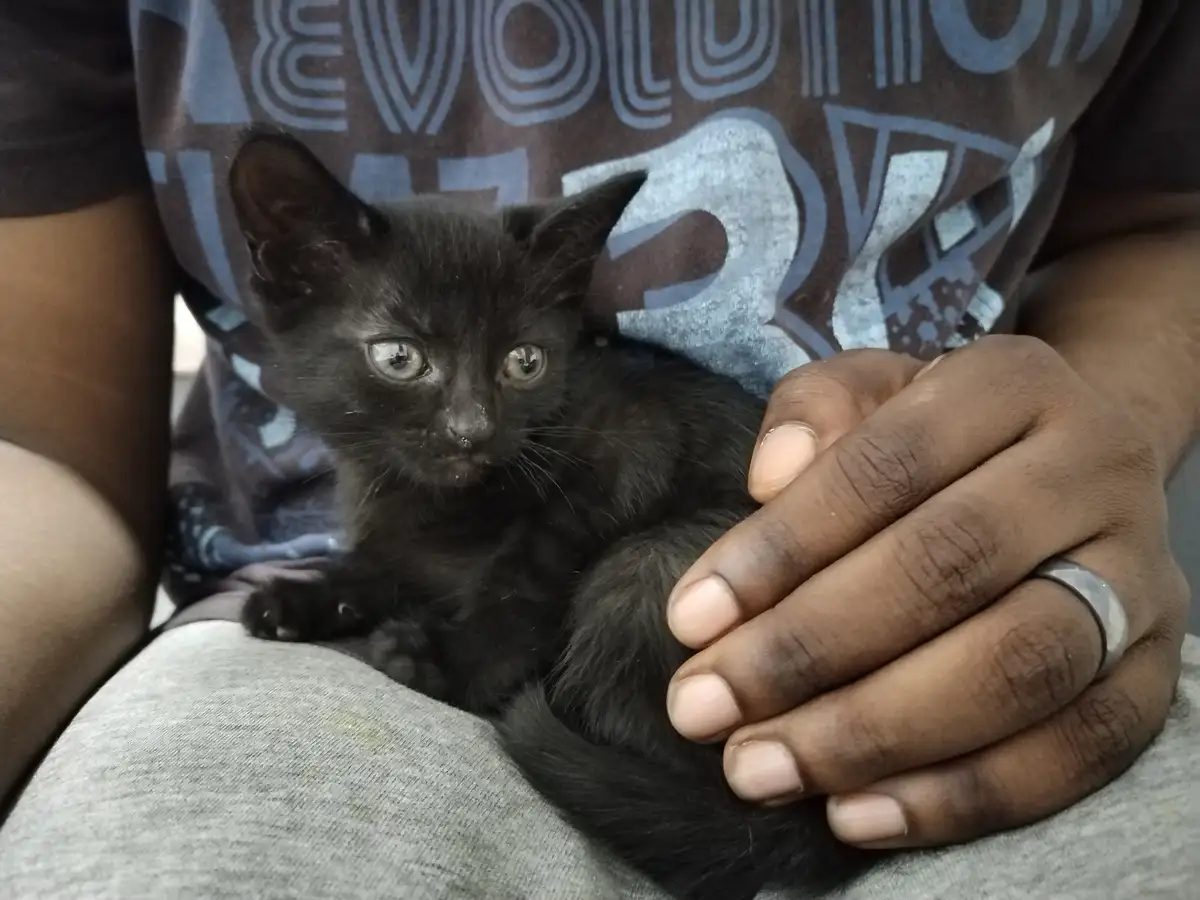 A small black kitten with wide, expressive eyes is being gently held in someone's lap. The person, wearing a dark t-shirt…
