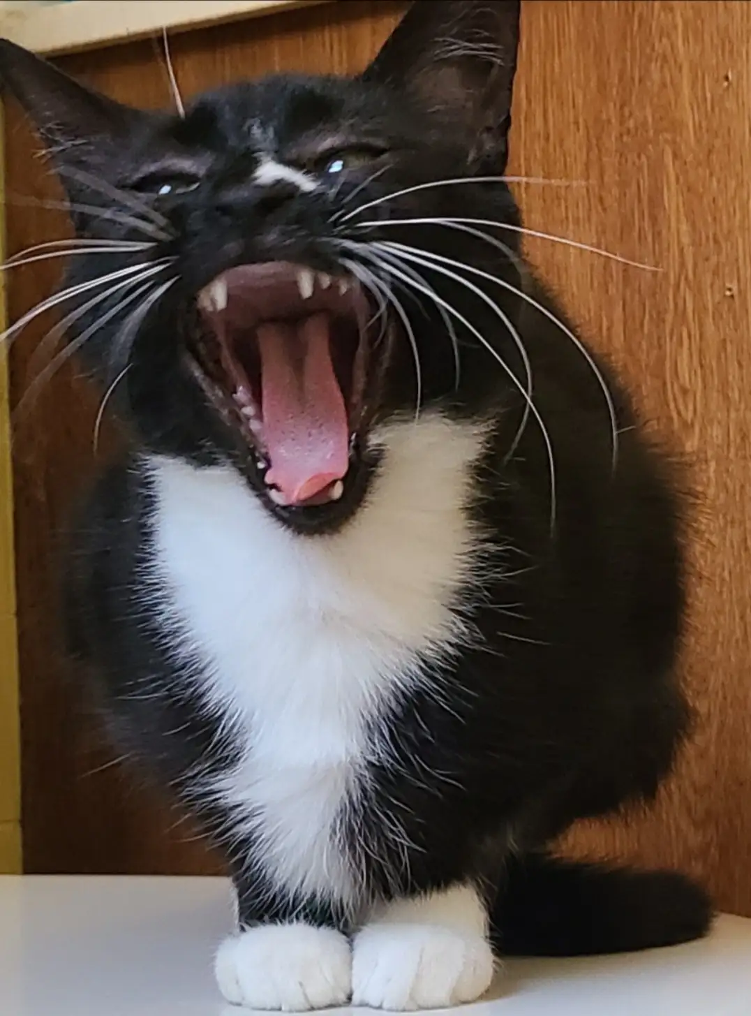 A black and white cat with a white chest and paws is sitting on a white surface in front of a wooden background, yawning…