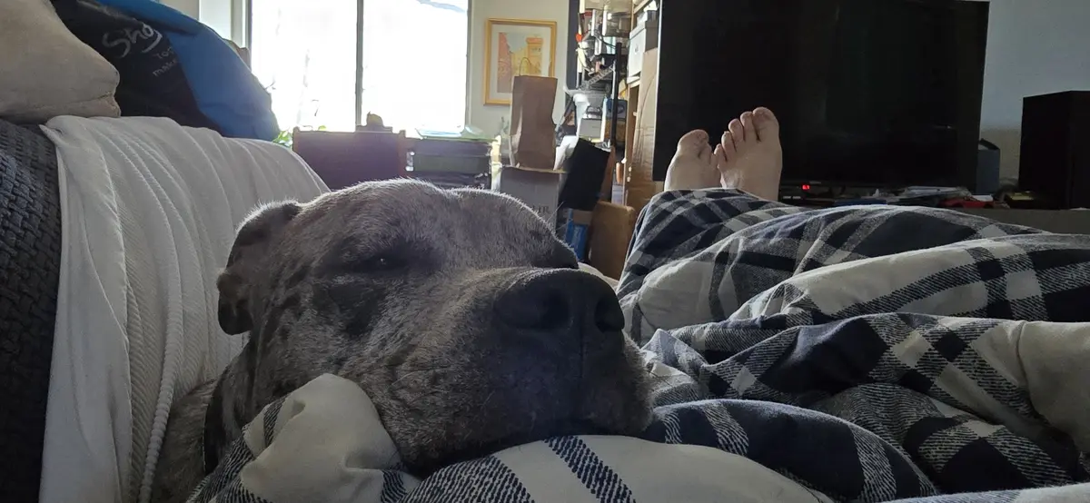 A close-up photo shows a brindle-coated dog sleeping peacefully on a couch, nestled under a black-and-white plaid blanket…