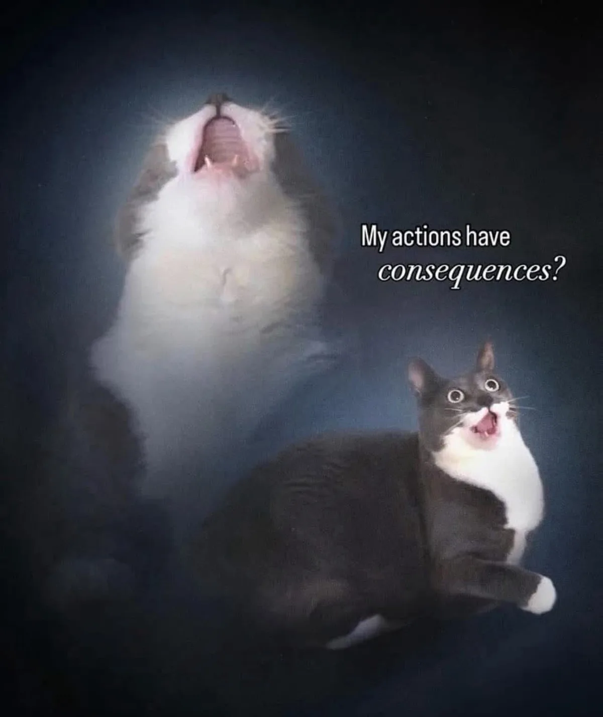 A dramatic photo shows two cats against a dark, smoky background. The larger, ghostly cat in the background has its mouth…