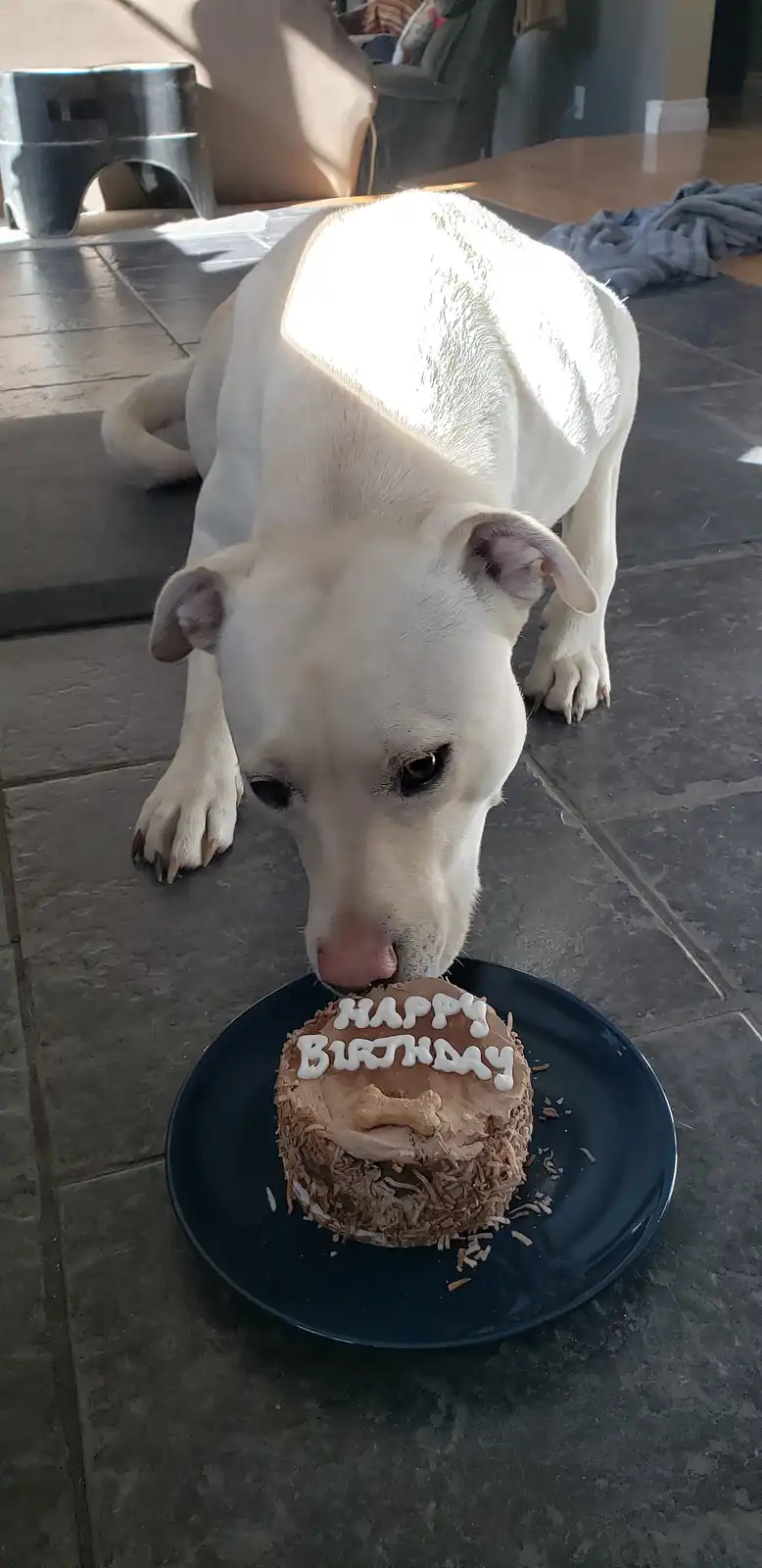 A light-colored dog leans over a small chocolate birthday cake on a dark plate, licking the frosting. The cake has white…