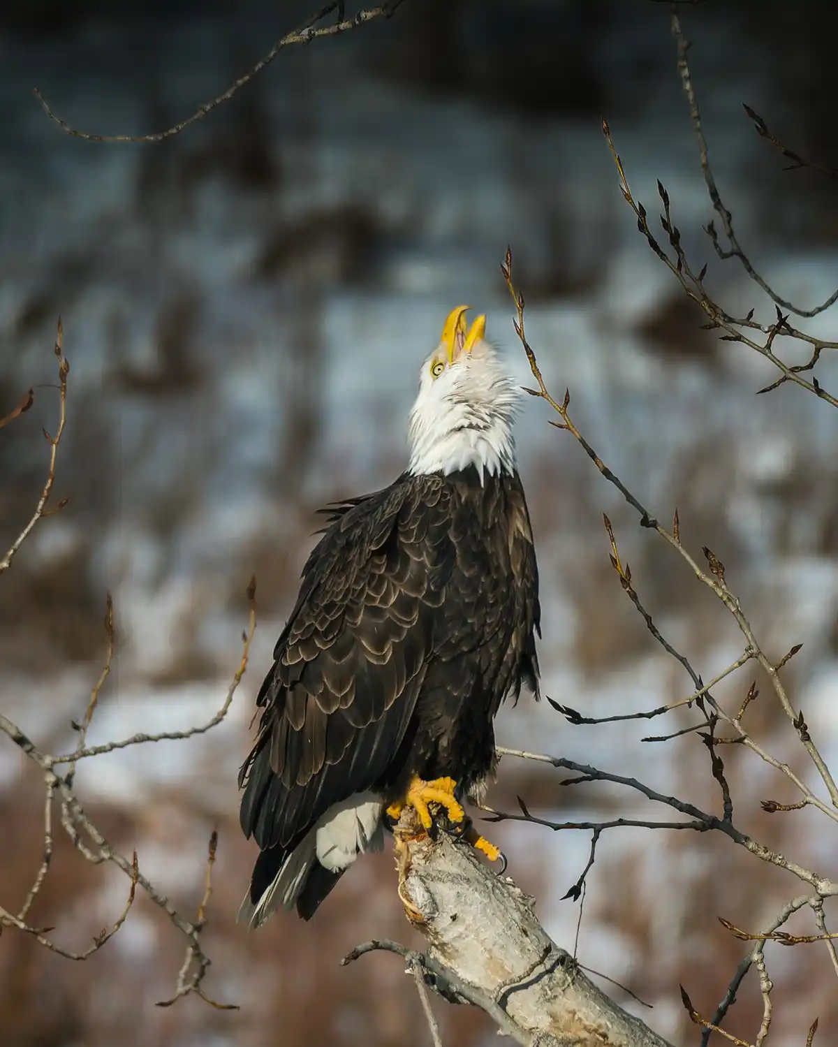 A bald eagle perched on a bare tree branch with its beak open, appearing to screech, against a snowy, blurred background…