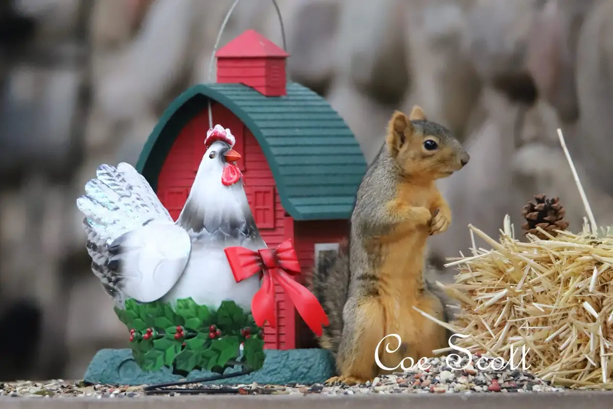 A real squirrel stands upright next to a decorative, festive chicken figurine wearing a red bow and holly, both placed near…