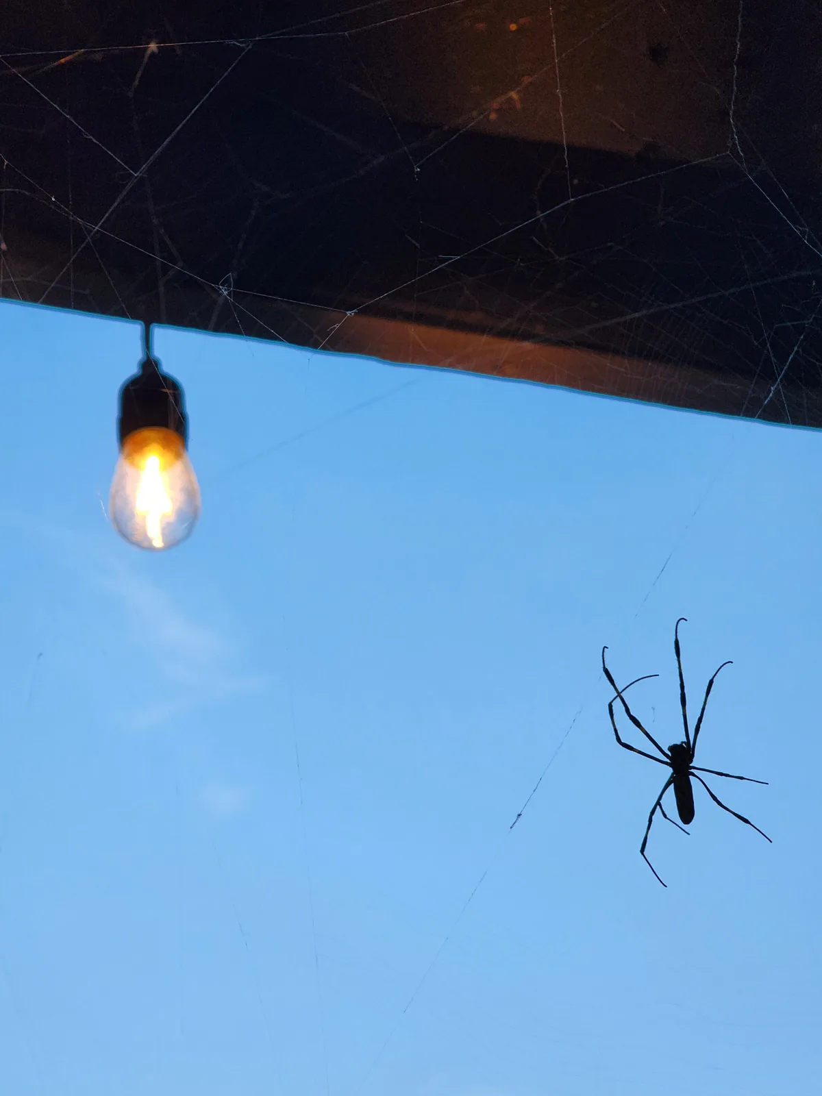 A large spider is silhouetted against a blue sky while resting on a web that also catches the reflection of a glowing light…