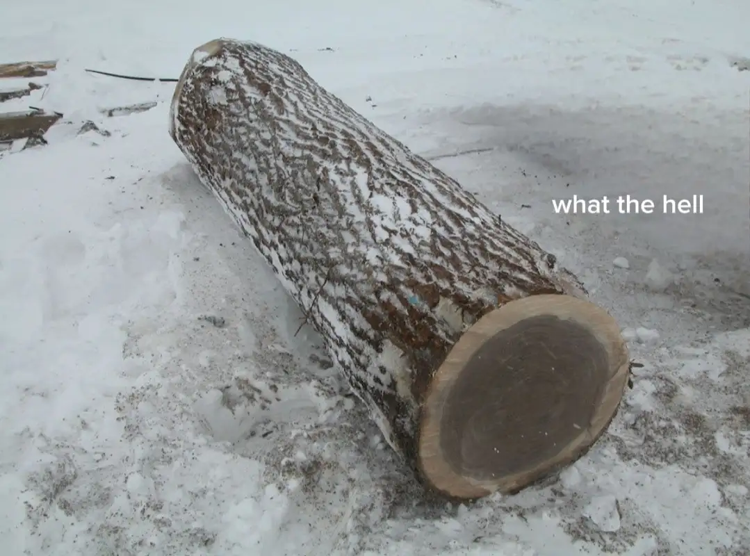 A large, freshly cut tree log lies diagonally in a snowy outdoor area, its rough bark partially covered in snow and dirt…