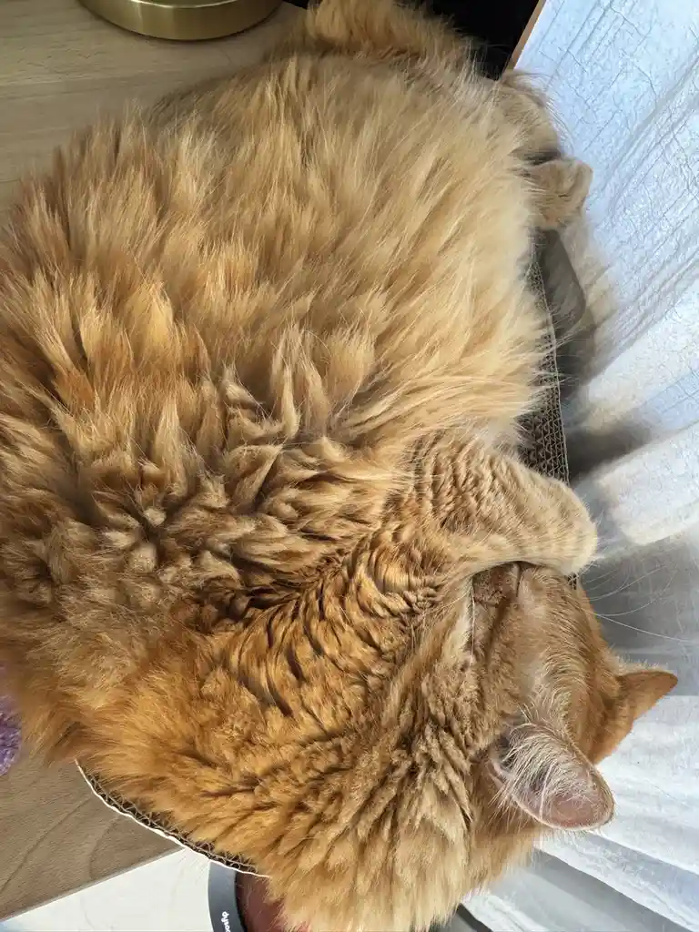 A fluffy ginger cat is curled up and sleeping soundly on a surface, its body forming a tight, round shape. The cat's eyes…
