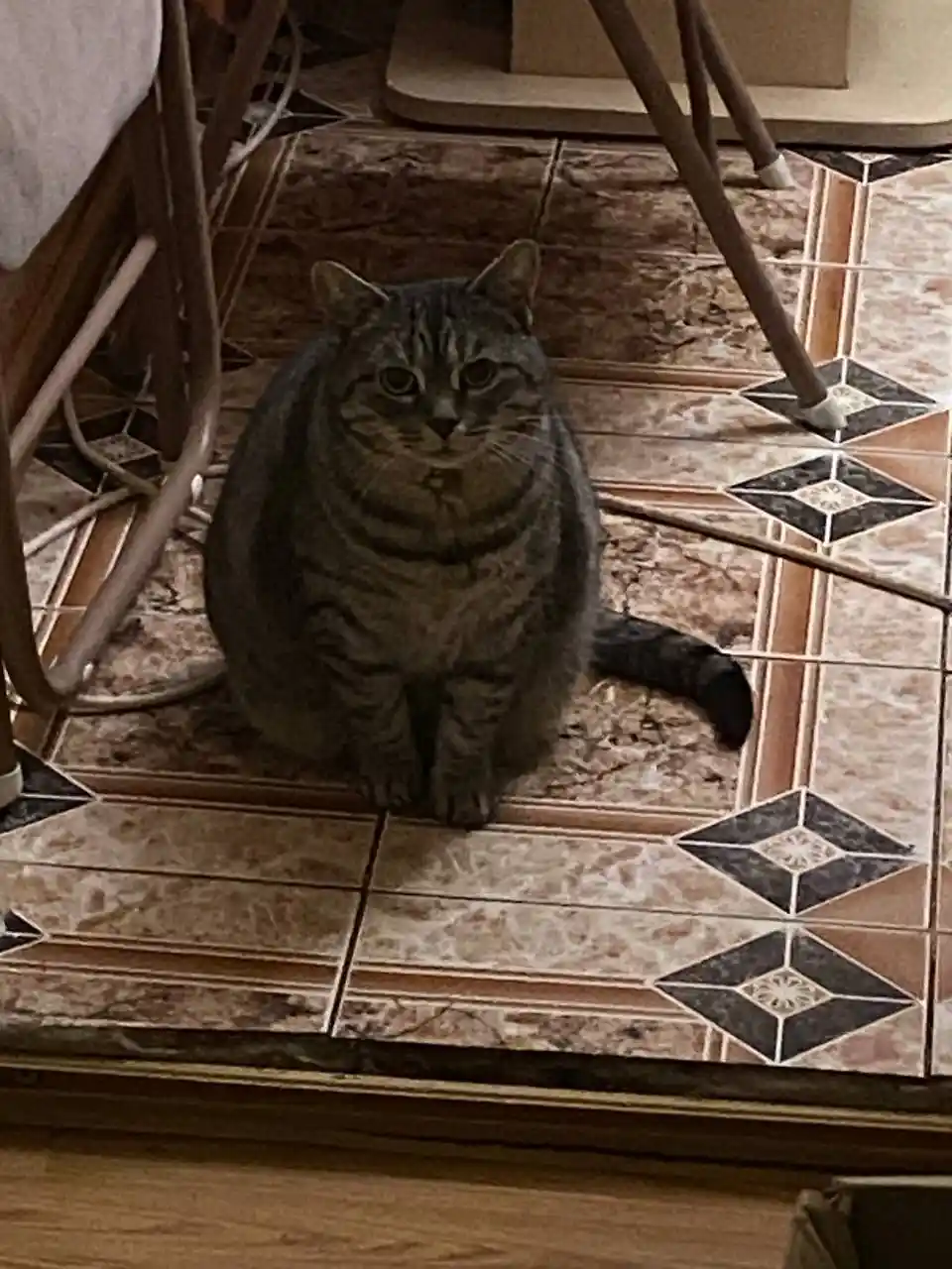 A plump tabby cat sits on a patterned tile floor, looking directly at the camera with a slightly unimpressed expression. The…
