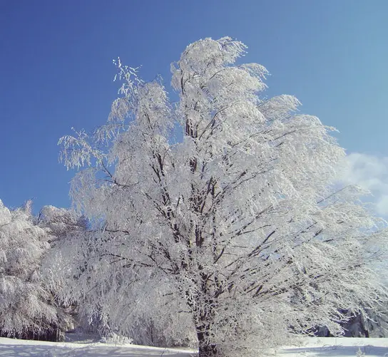 A tree heavily coated in ice and snow stands against a clear blue sky, with snow-covered ground and other frosted trees in…