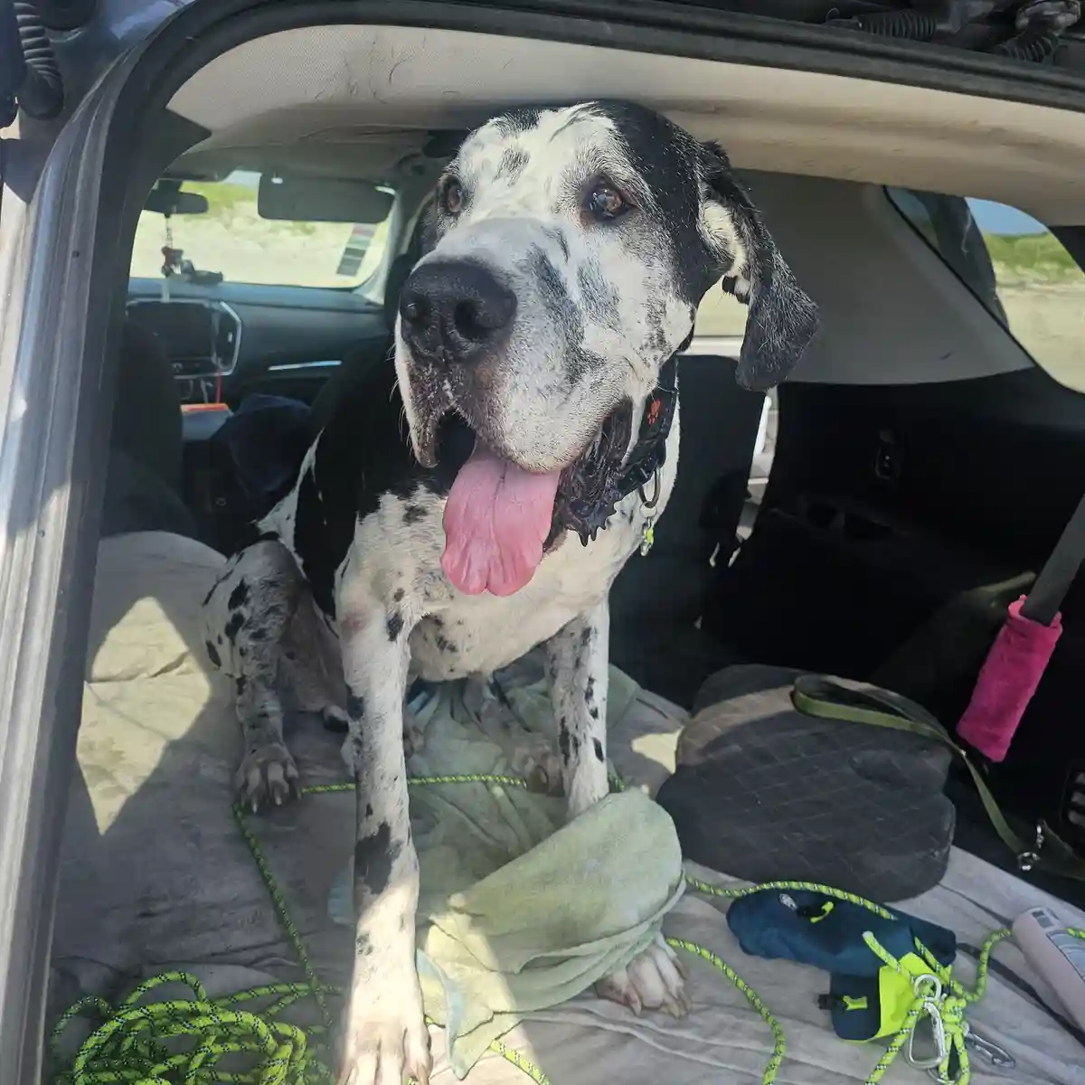 A large black-and-white spotted dog with its tongue out sits in the open trunk of a car, looking directly at the camera. The…