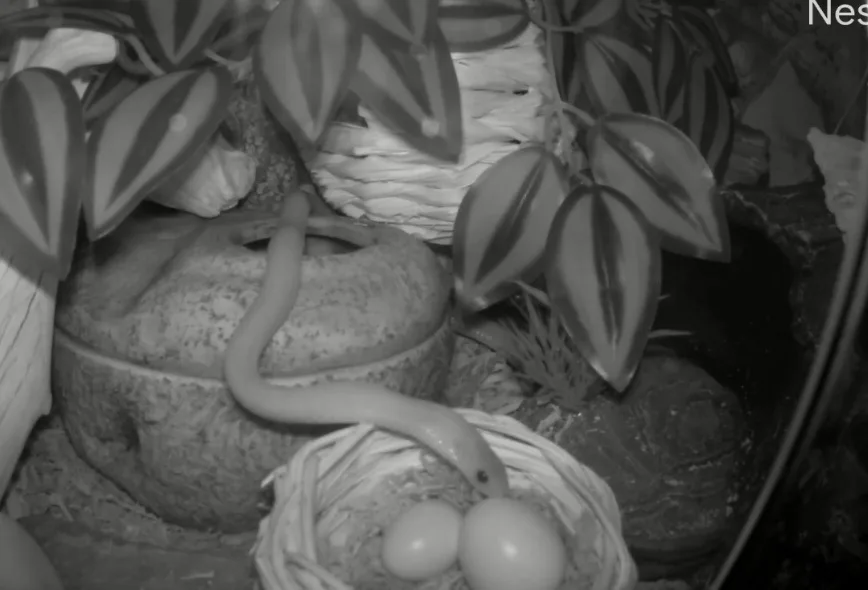A black-and-white night-vision photo shows a snake slithering into a woven nest containing two eggs, surrounded by foliage…