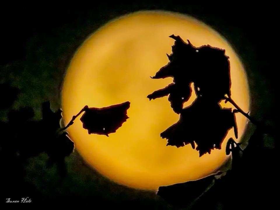 A photograph shows silhouettes of leaves against a large, glowing orange-yellow moon. One leaf on the right appears to have…