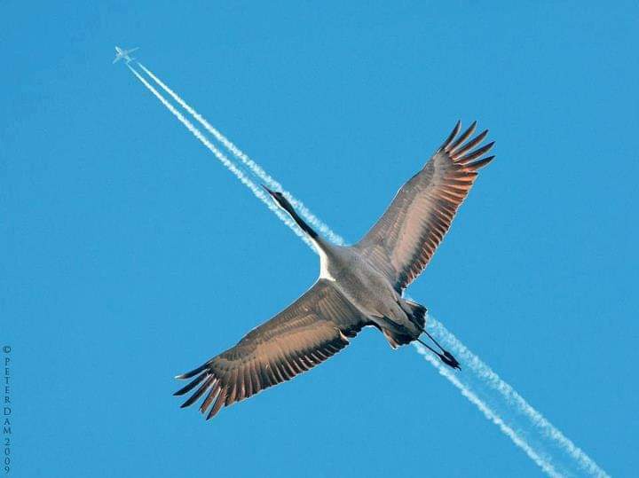 A large bird, likely a crane, is captured in mid-flight against a clear blue sky, its wings spread wide. In the distance, a…