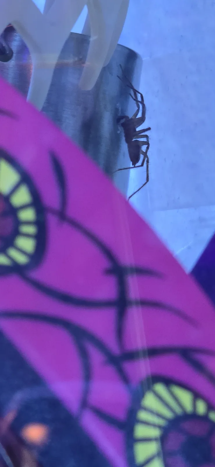 A small spider is visible clinging to a metallic cylindrical object, with a brightly colored pink and yellow patterned…