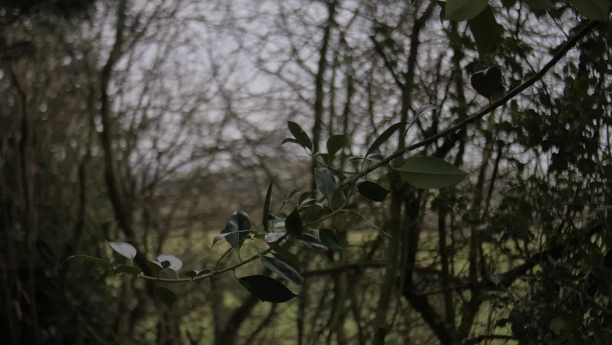 A dark, moody forest photo with a blurred background of bare tree branches and a foreground branch with glossy green leaves…