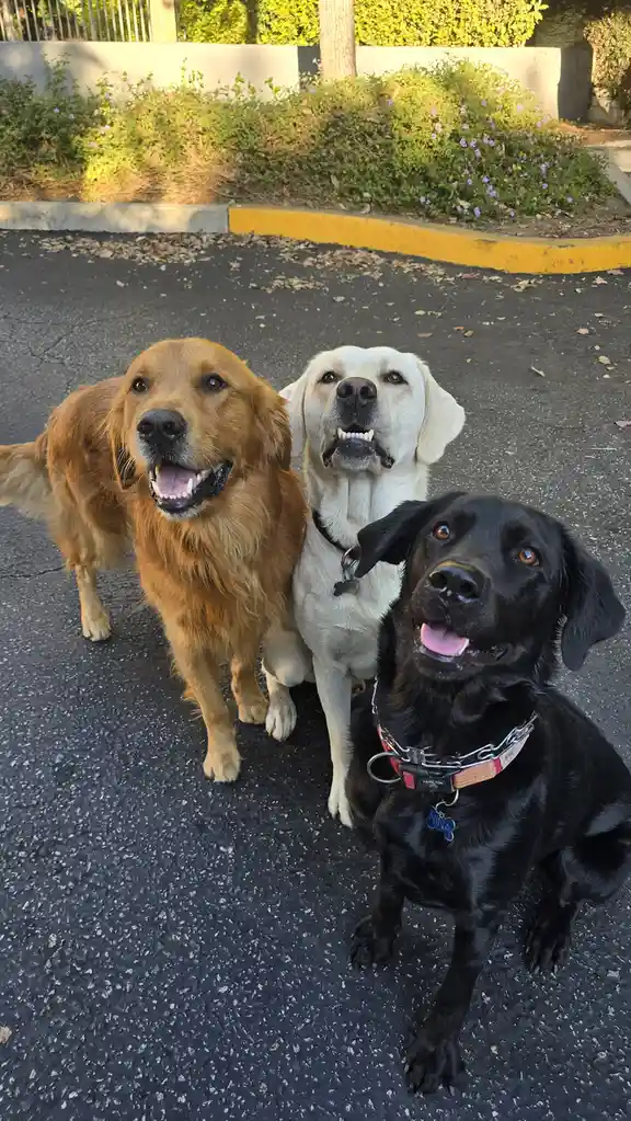Three dogs—a golden retriever, a yellow lab, and a black lab—are posing together on asphalt, all looking up at the camera…