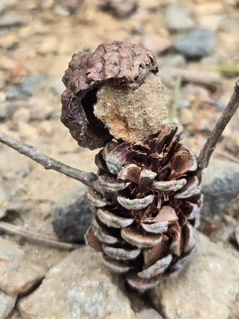 A close-up photo shows a dried pinecone with two small twigs stuck into its sides, resembling arms, and a rough-textured…