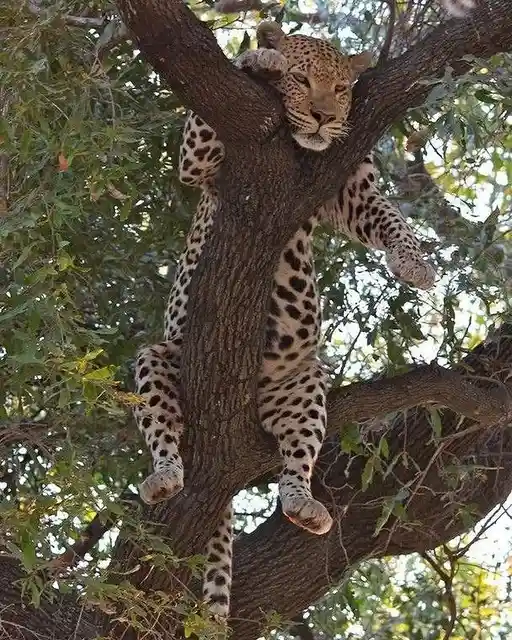 A leopard is hanging upside down from a tree branch, its body draped over the trunk with its head facing downward. The…