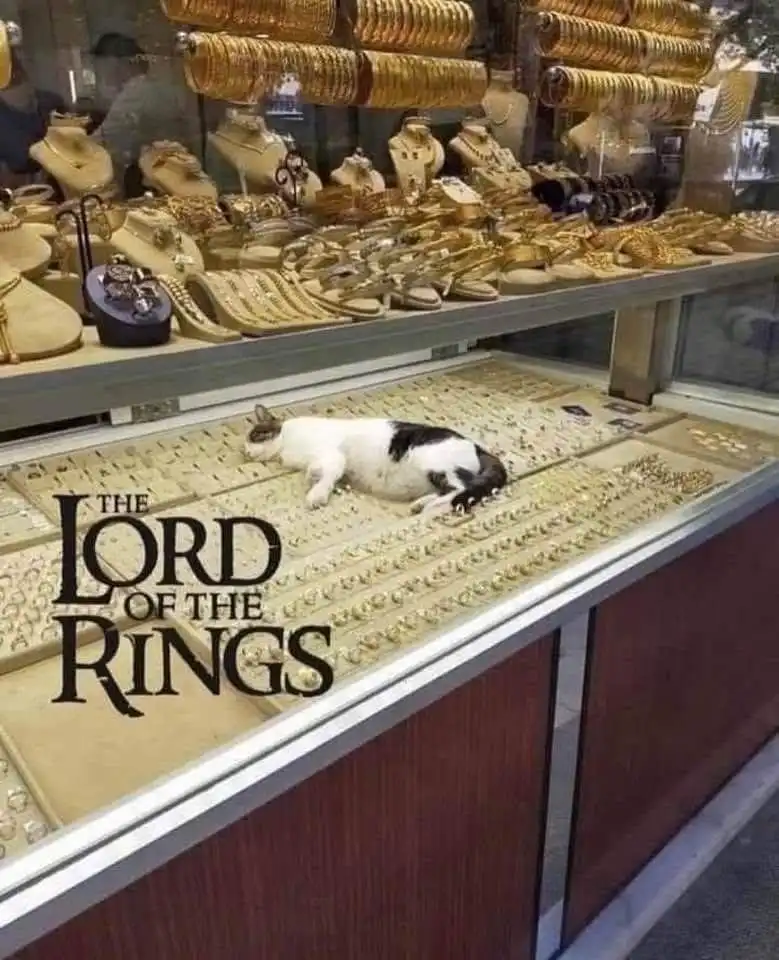 A black and white cat is sleeping soundly on a display counter filled with gold rings inside a jewelry store. Behind the…