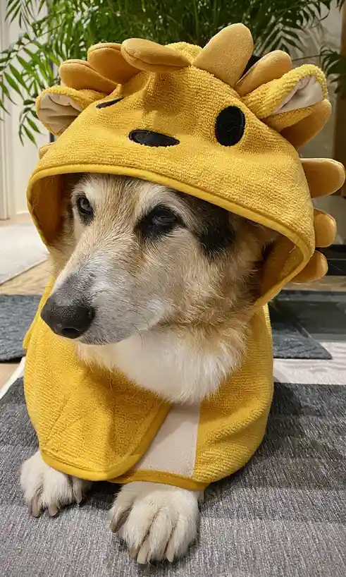 A corgi dog wearing a yellow, plush dinosaur-themed hooded costume with spikes and a face, sits on a gray rug indoors. The…