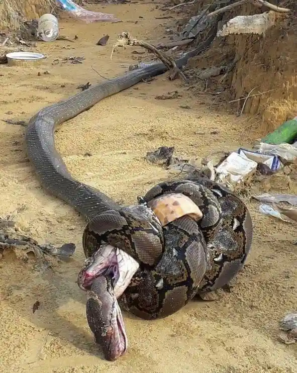 The Epic Showdown: King Cobra vs. Python