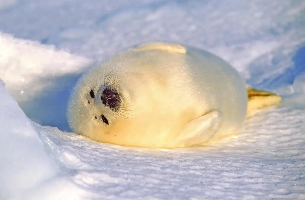 A fluffy white seal pup is curled up and resting on a snowy surface, looking directly at the camera with dark eyes and a…