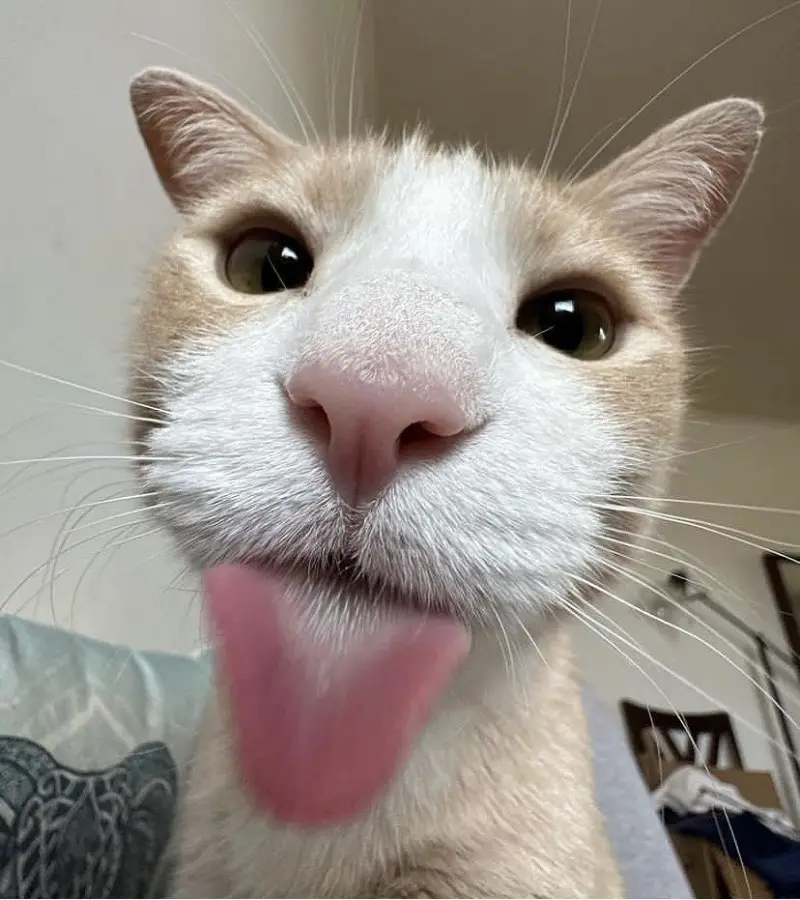 A close-up photo of a white and light brown cat with its pink tongue sticking out, looking directly at the camera. The cat's…