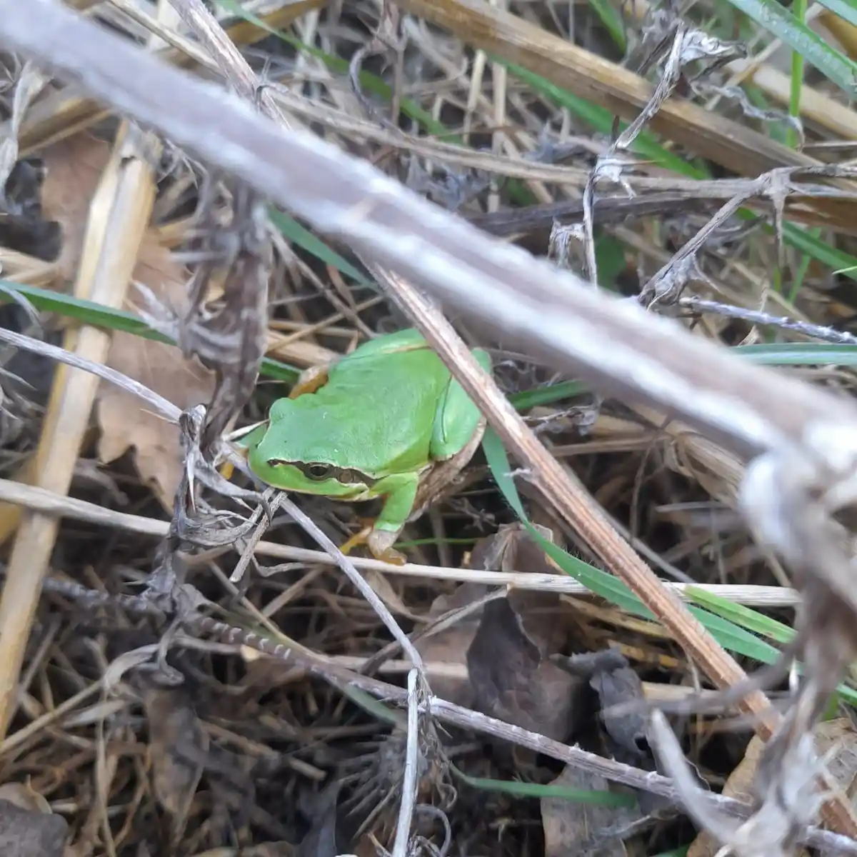 A small green frog is camouflaged among dry and green grass stems, looking directly at the camera. Overlaid text reads: 'i'm…