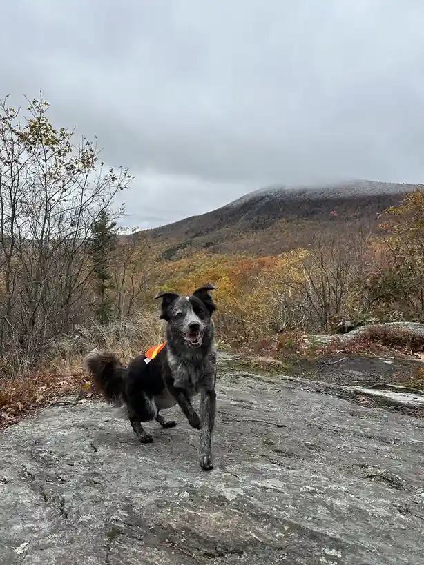 A black and grey dog wearing an orange safety vest runs joyfully toward the camera on a large grey rock. Behind it, a…