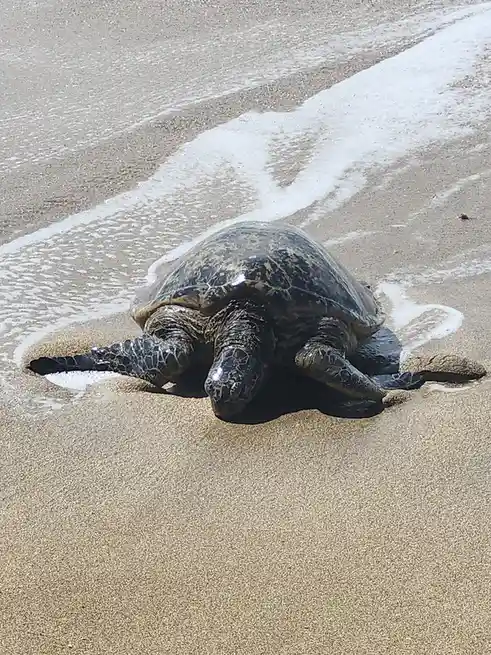 A large sea turtle is on a sandy beach, partially submerged in foamy ocean water, appearing to be resting or struggling to…