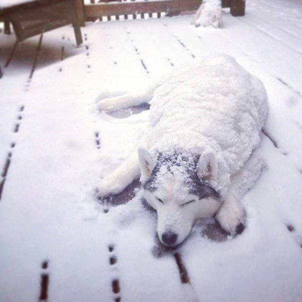 a husky dog is lying down on a snow-covered wooden deck, its fur and head covered in snow, appearing to be sleeping…