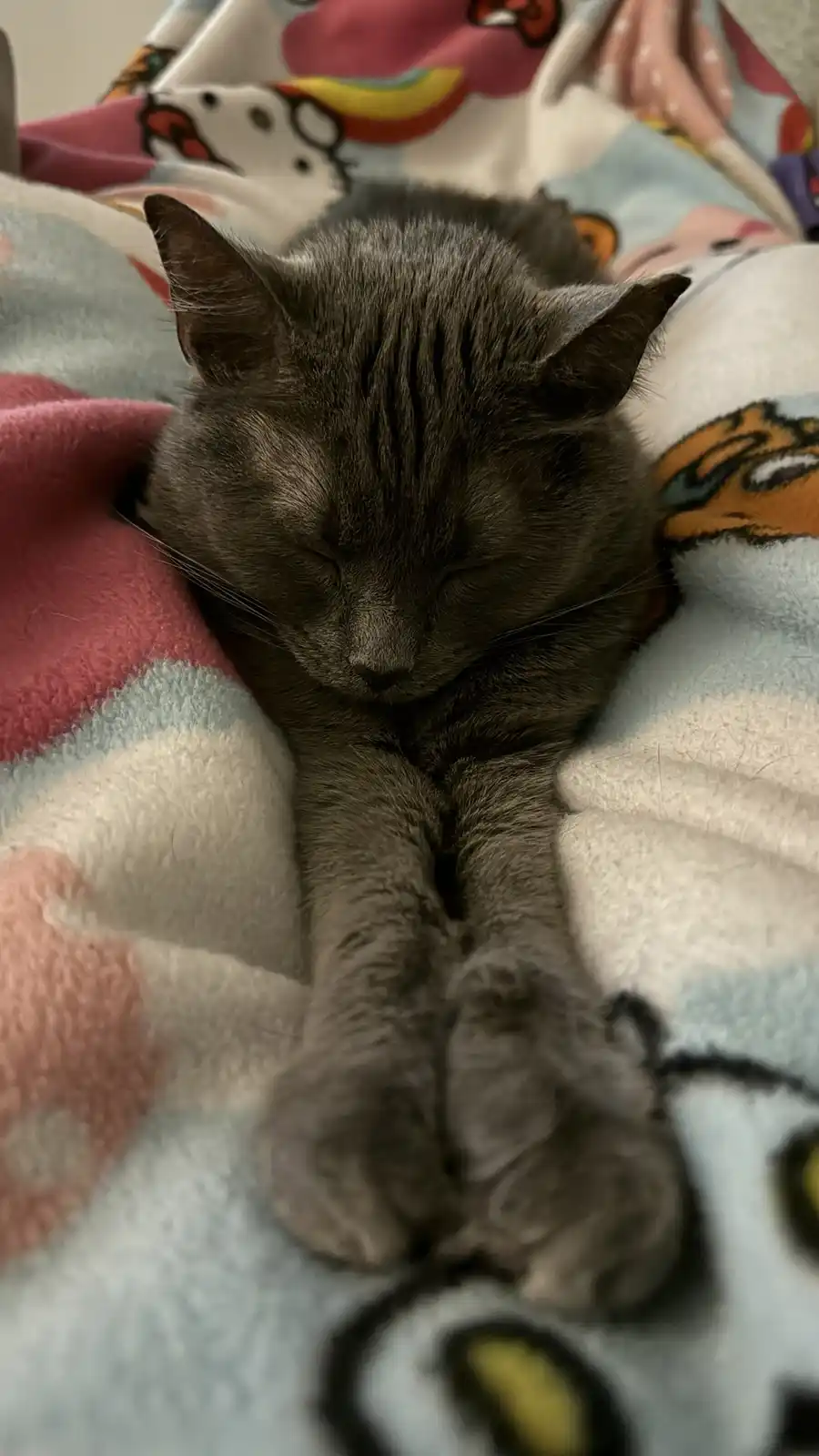 A gray cat is sleeping peacefully on a colorful blanket with cartoon characters, its paws stretched out in front. The…
