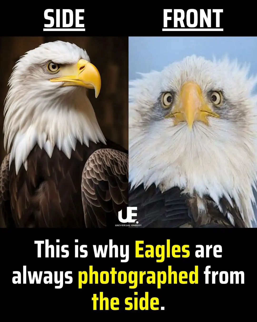 The image displays two side-by-side photos of a bald eagle. The left panel, labeled 'SIDE', shows the eagle in profile with…