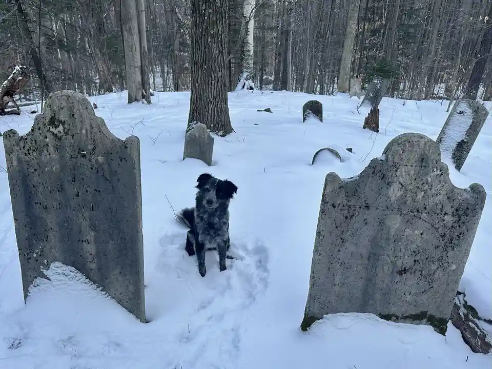 A black and grey dog sits calmly in the snow between two weathered, mossy gravestones in a snowy, wooded cemetery. The dog…