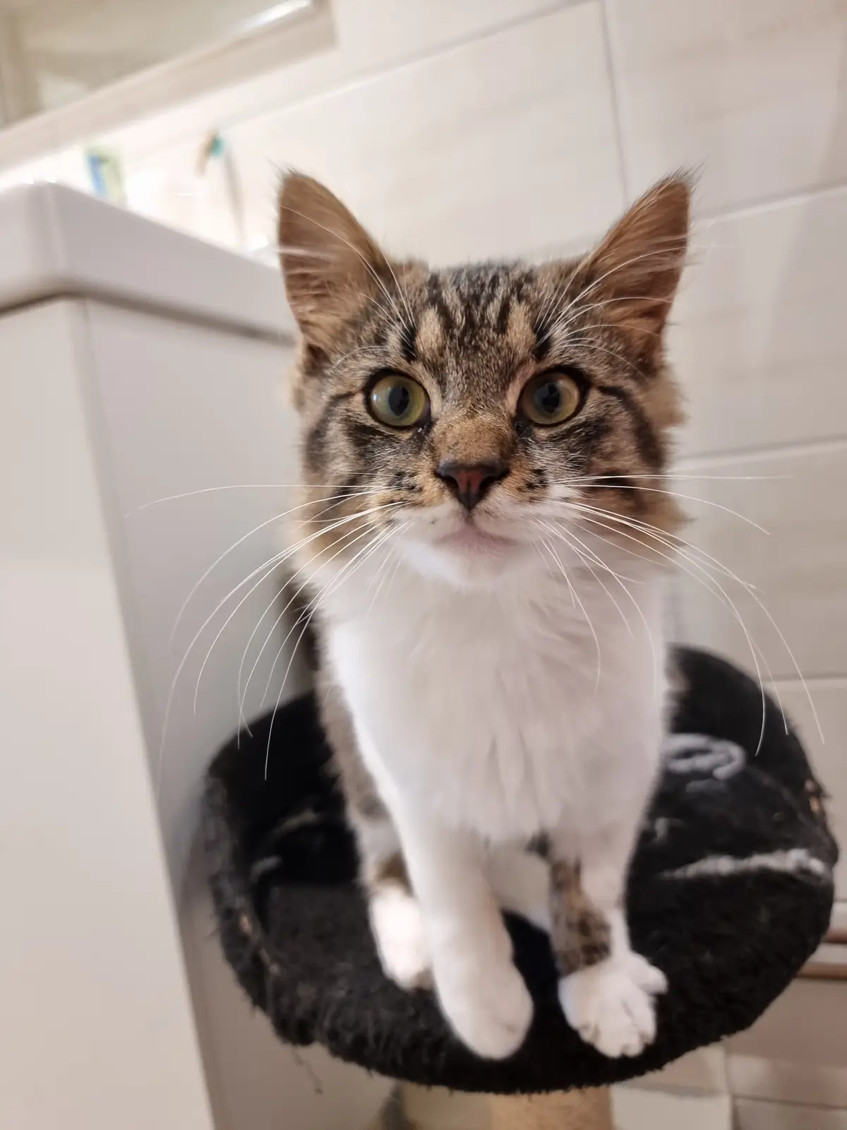 A tabby and white cat with wide, startled eyes sits upright on a black cat tree perch, looking directly at the camera with…