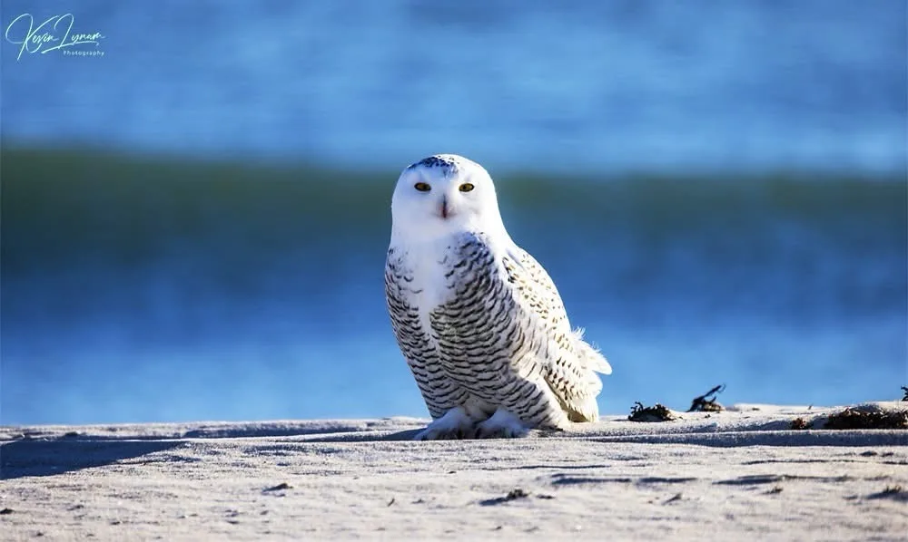 A snowy owl with white and grey feathered body sits on a sandy beach with blue water in the background. The image has…