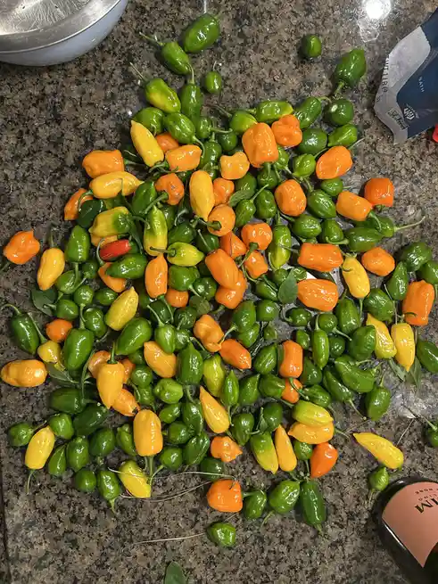 From November Frost to Christmas Hot Sauce: What a Journey!