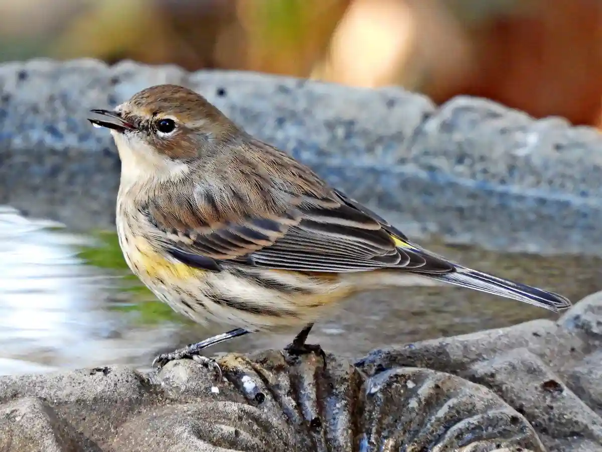 A small brown and yellow bird with a black eye and open beak stands on the edge of a stone birdbath, water visible behind…