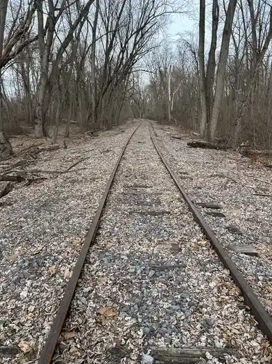 A straight, rusty railroad track runs through a leaf-strewn, barren forest, disappearing into the distance between bare…