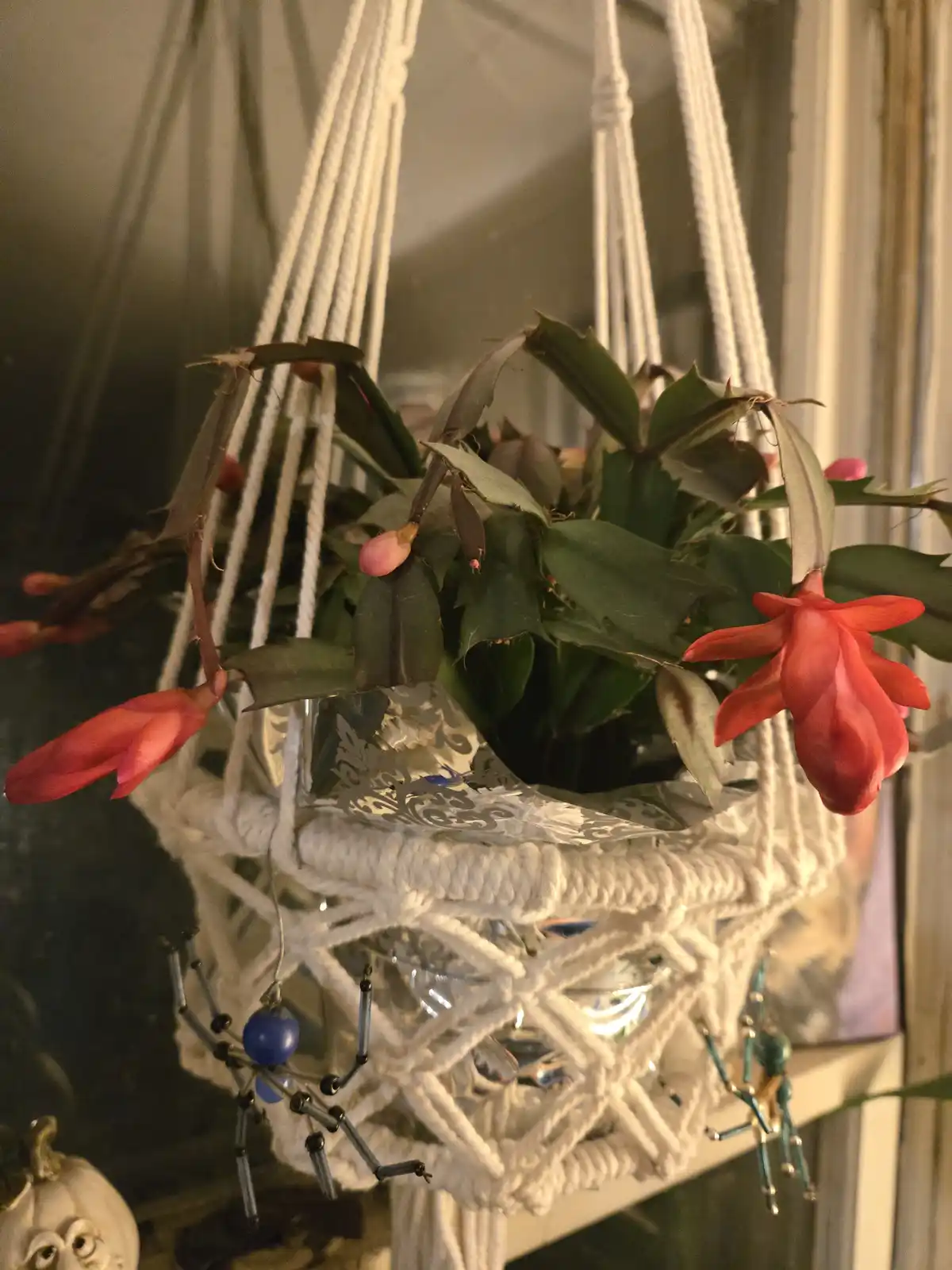 A close-up photo shows a blooming Christmas cactus in a white macrame hanging planter, with several red flowers and green…