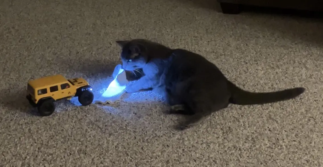 A gray cat is lying on a carpeted floor, intently focused on a small yellow toy jeep that has a bright blue light shining…