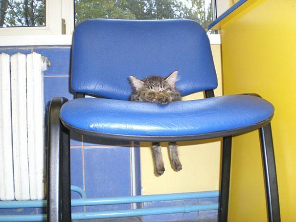 A small, fluffy tabby kitten is curled up asleep on the seat of a blue plastic chair, with its paws dangling down. The…