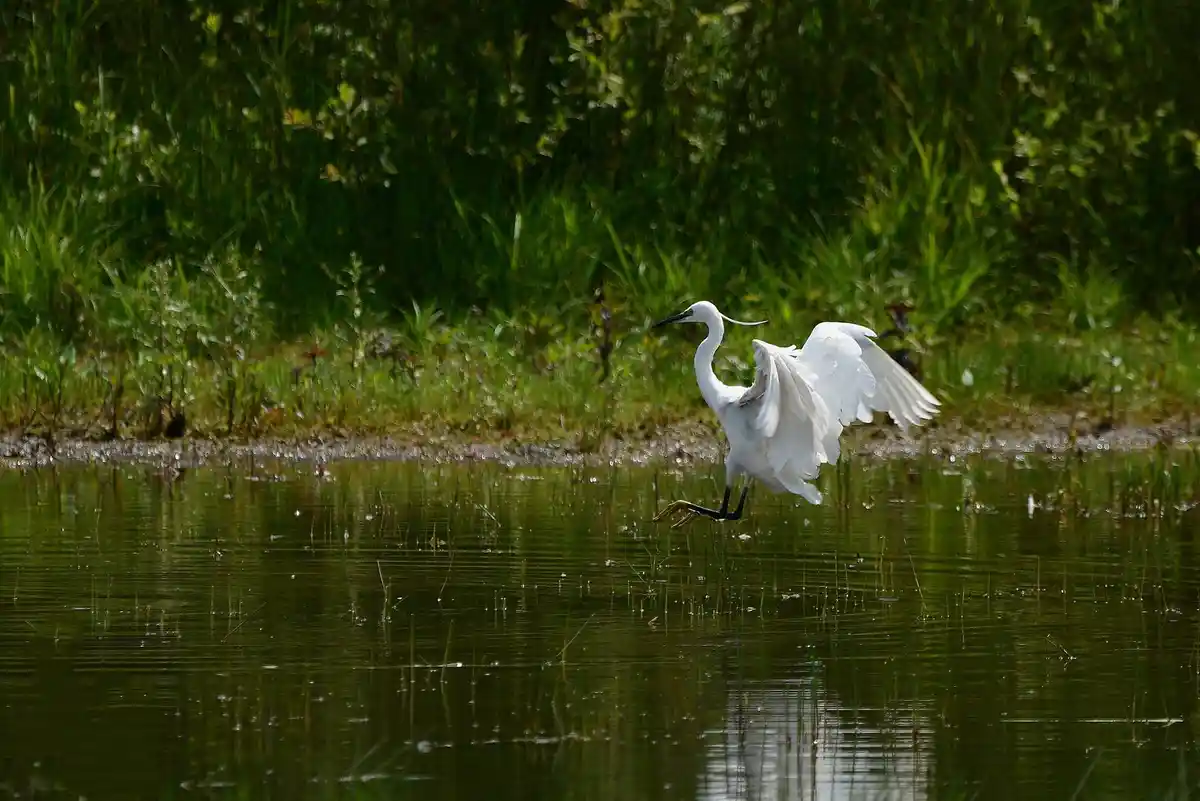 Aigrette Garzette: A Glimpse from France's Vienne Department