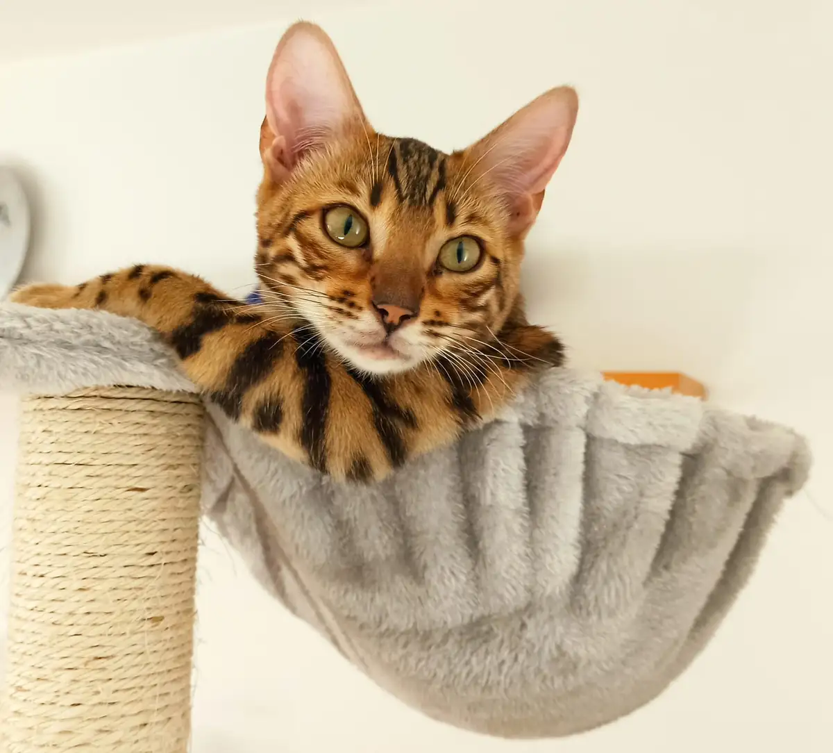A close-up of a brown tabby cat with green eyes, resting its head and front paw on the edge of a grey plush cat hammock…
