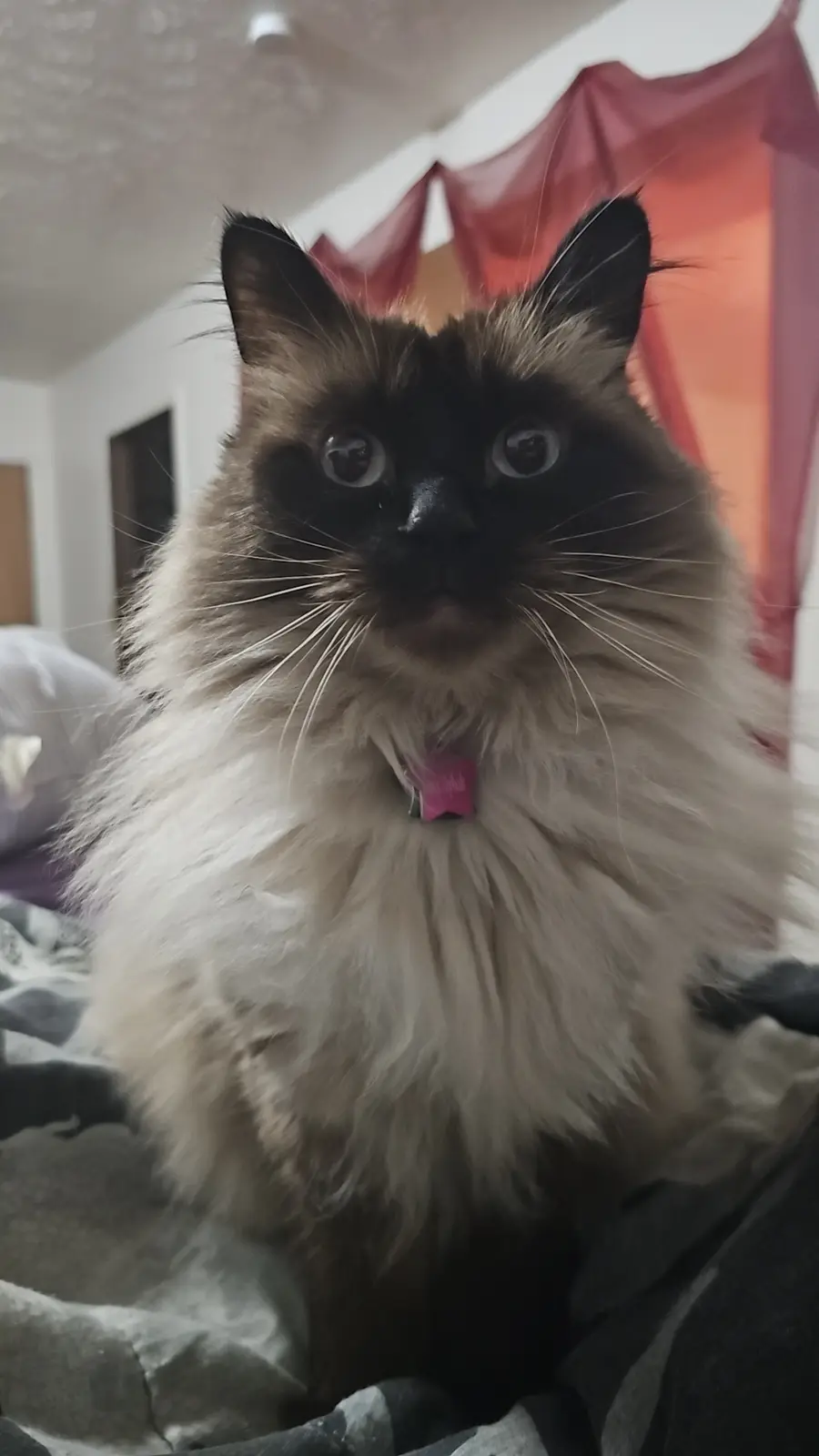 A fluffy, long-haired cat with dark facial markings and wide, startled eyes stares directly at the camera, wearing a pink…