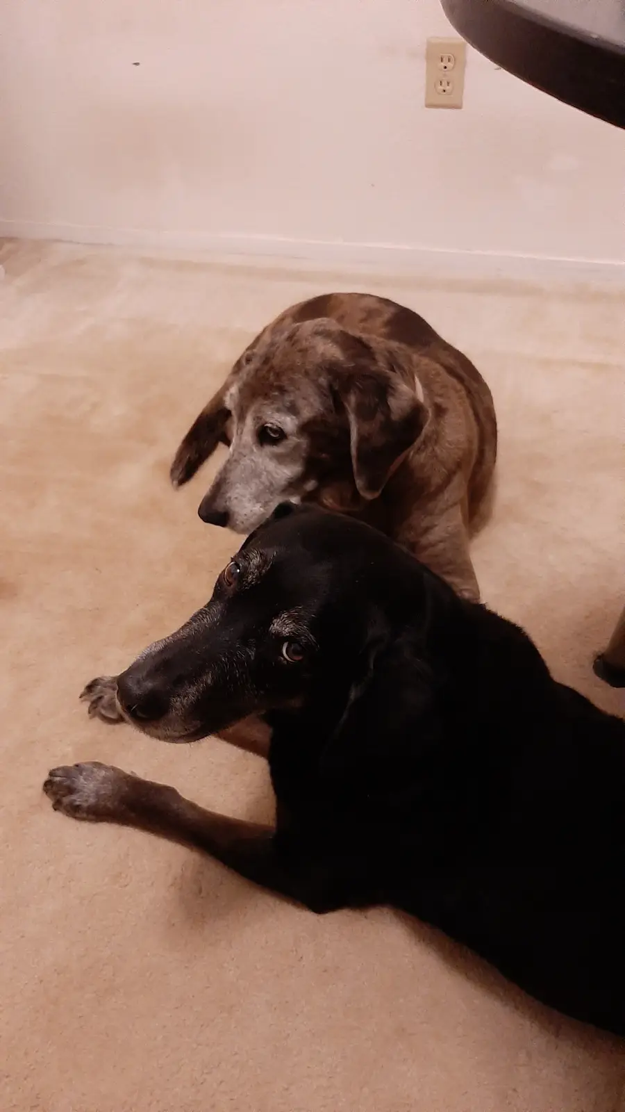 Two senior-looking dogs, one black and one brindle, lie on a beige carpet looking toward the camera. The black dog is in the…